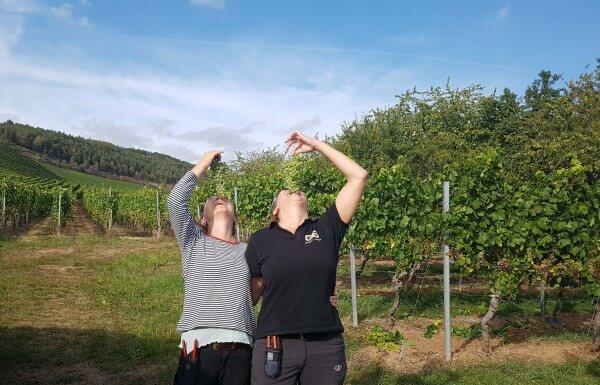 Weinlese-2019