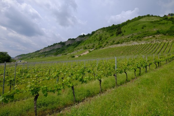 Weinbau-in-Franken